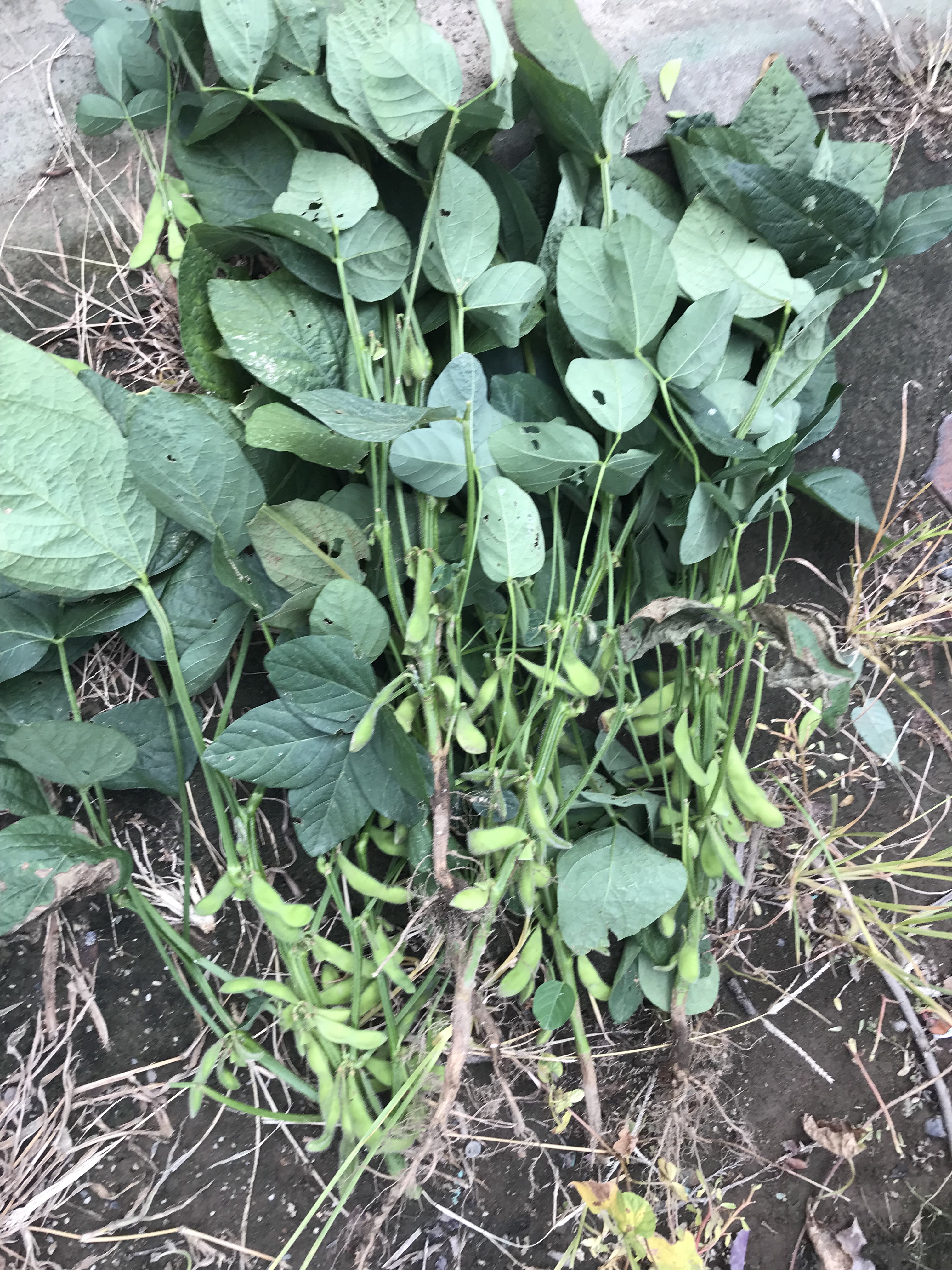 枝豆の収穫2018